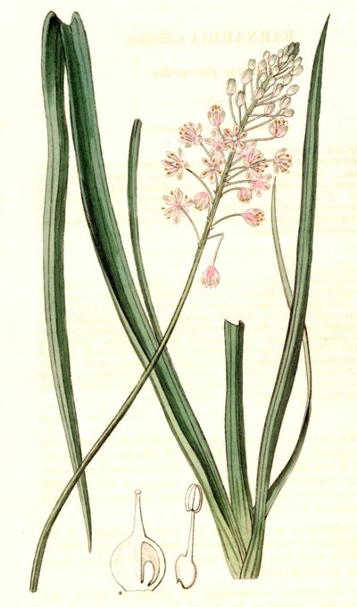 Barnardia Japonica by John Lindley